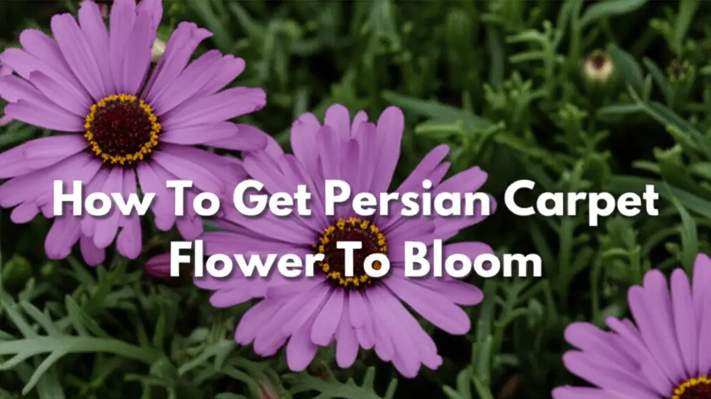 Discover how to get your Persian Carpet Flower (Dorstenia foetida) to bloom with expert tips on light, watering, soil, and care for vibrant, unique flowers.