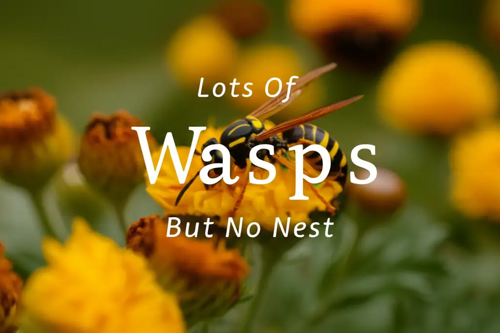 Lots Of Wasps But No Nest