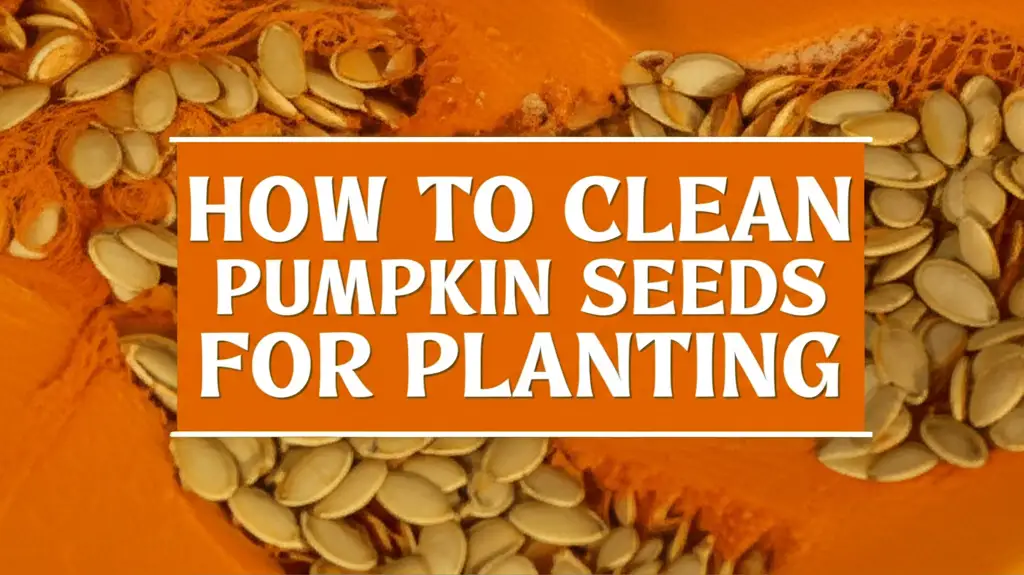 How To Clean Pumpkin Seeds For Planting