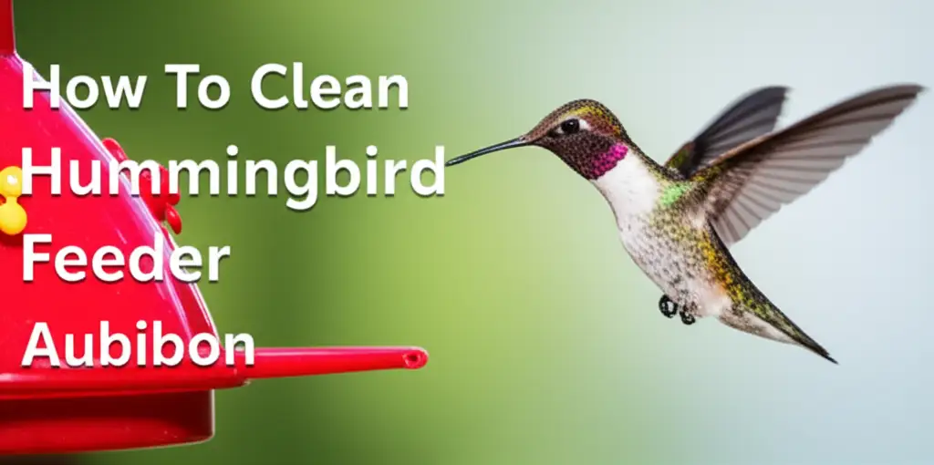 How To Clean Hummingbird Feeder Audubon
