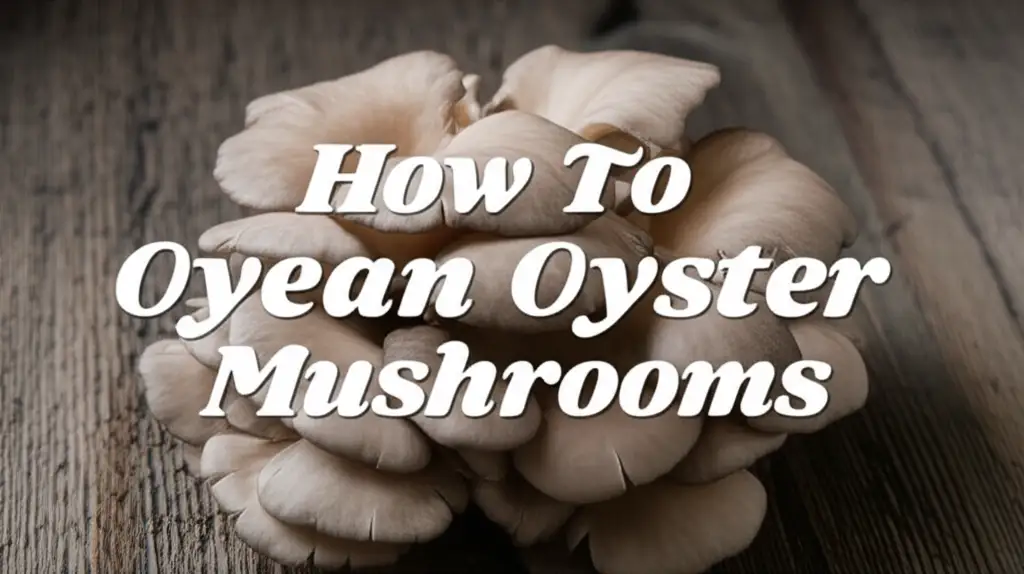 How To Clean Oyster Mushrooms