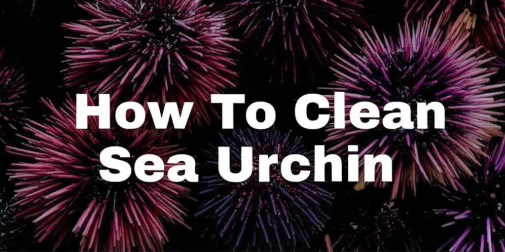 Learn how to clean sea urchin properly for a delicious culinary experience. This guide covers tools, safety, opening, and preparing uni.
