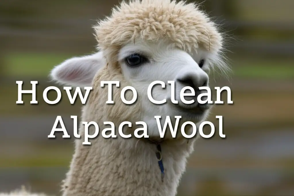 How To Clean Alpaca Wool