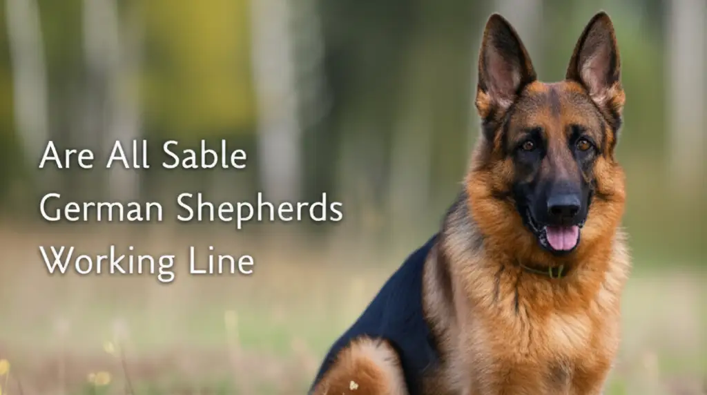 Are All Sable German Shepherds Working Line