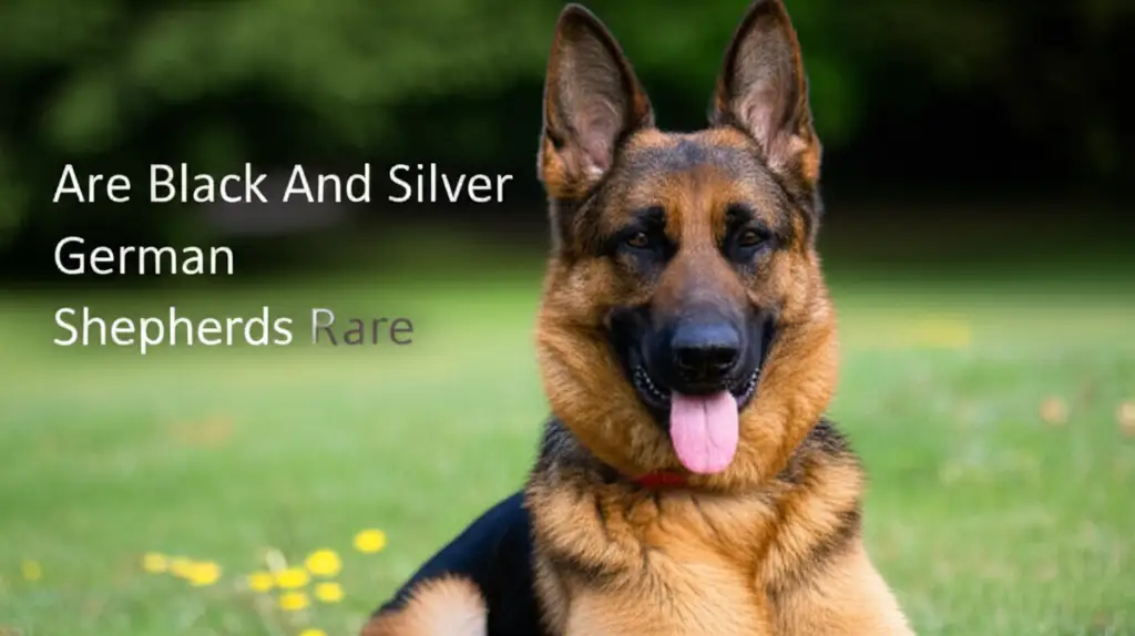 Are Black And Silver German Shepherds Rare