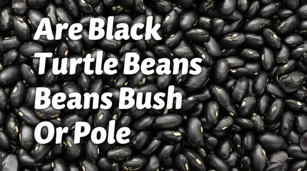 Are Black Turtle Beans Bush Or Pole