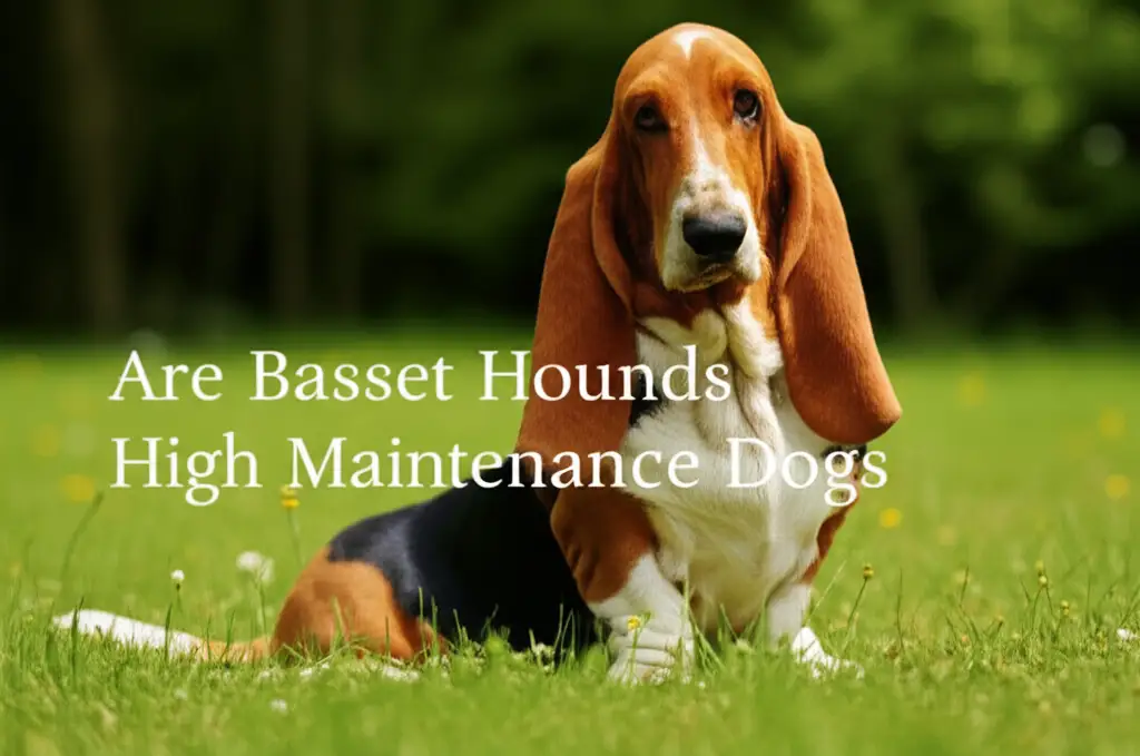 Are Basset Hounds High Maintenance Dogs