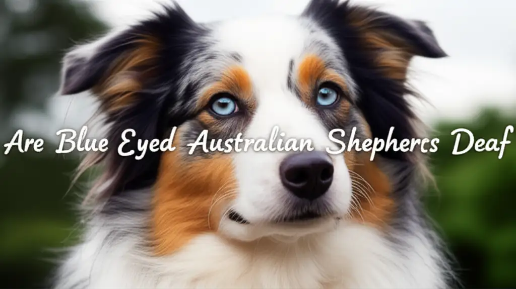 Are Blue Eyed Australian Shepherds Deaf