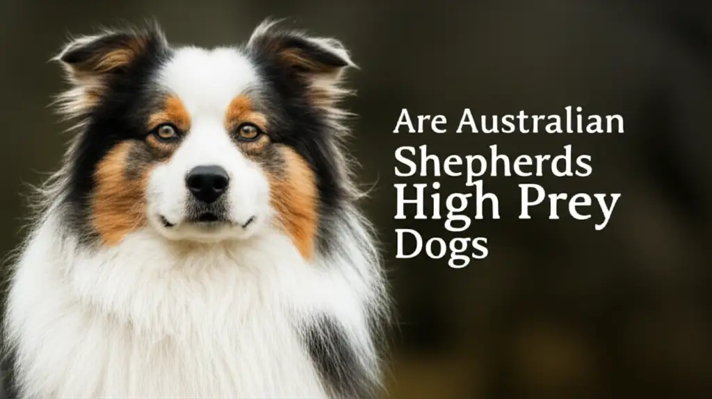 Are Australian Shepherds High Prey Dogs