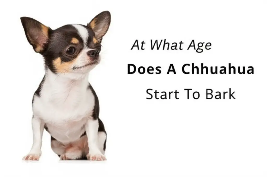 At What Age Does A Chihuahua Start To Bark