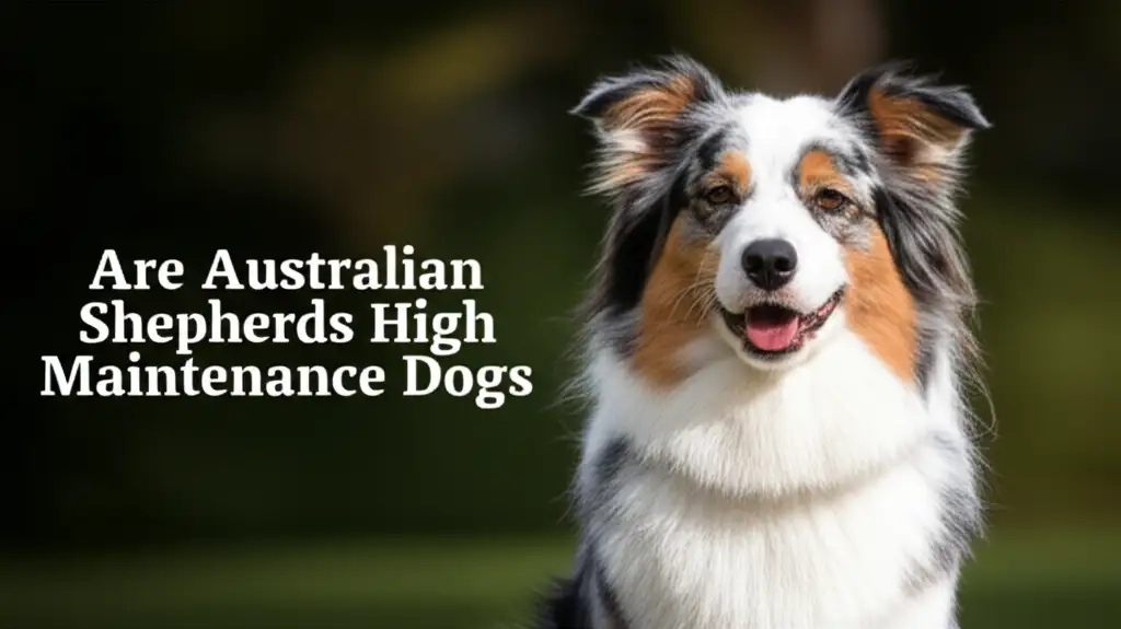Are Australian Shepherds High Maintenance Dogs