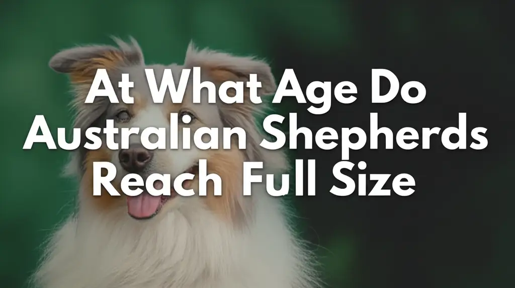 At What Age Do Australian Shepherds Reach Full Size