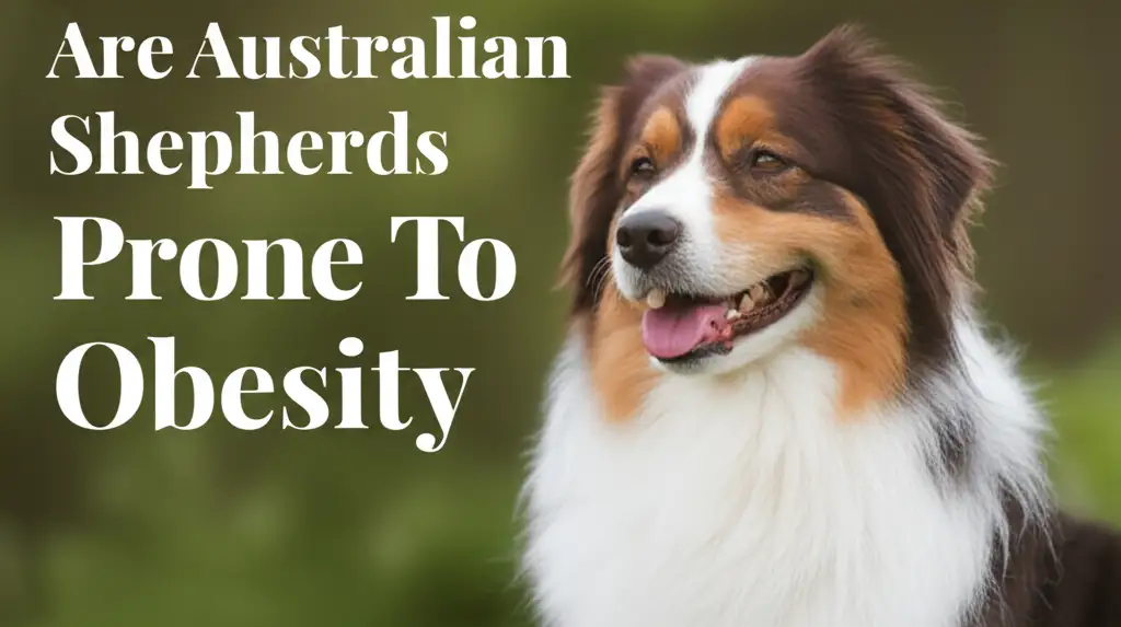 Are Australian Shepherds Prone To Obesity