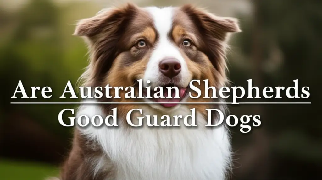 Are Australian Shepherds Good Guard Dogs