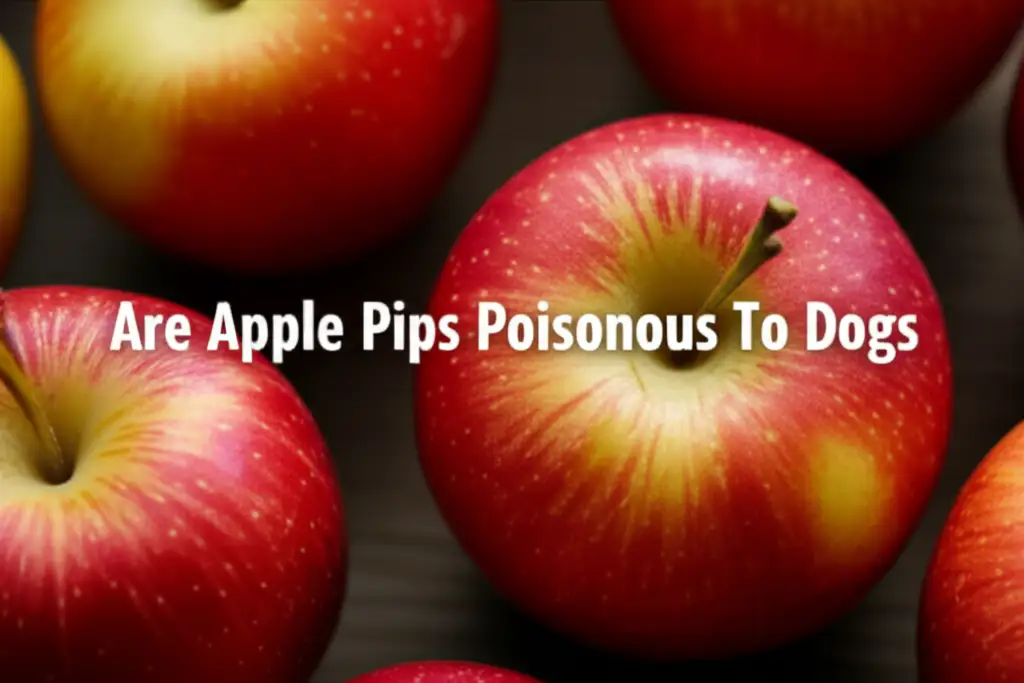 Are Apple Pips Poisonous To Dogs