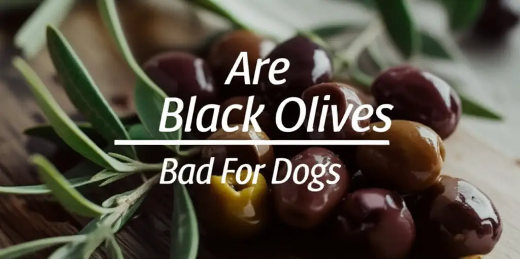 Are Black Olives Bad For Dogs
