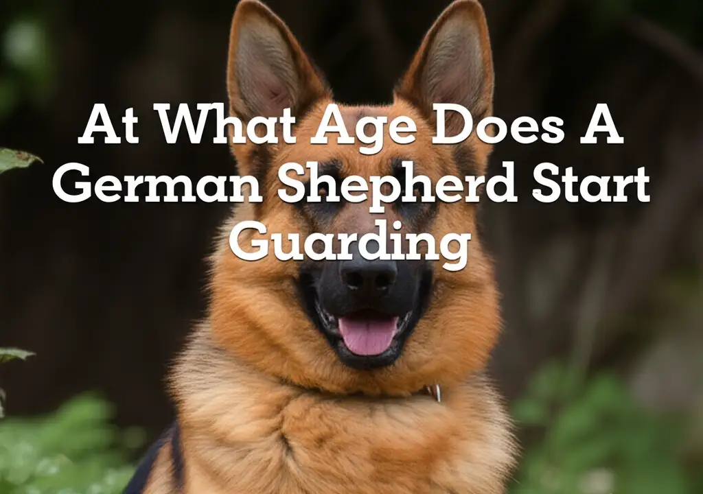At What Age Does A German Shepherd Start Guarding