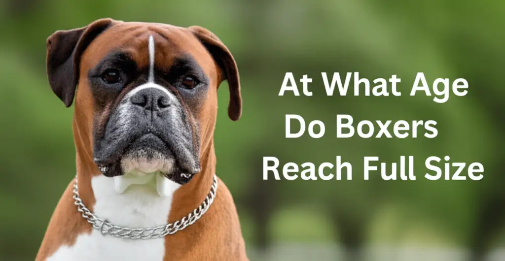At What Age Do Boxers Reach Full Size