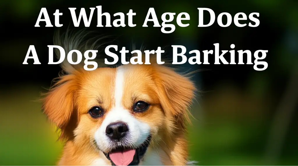 At What Age Does A Dog Start Barking