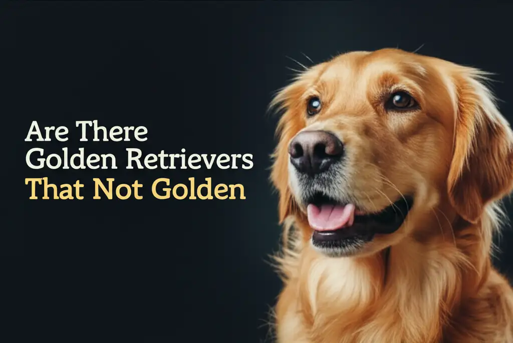 Are There Golden Retrievers That Are Not Golden