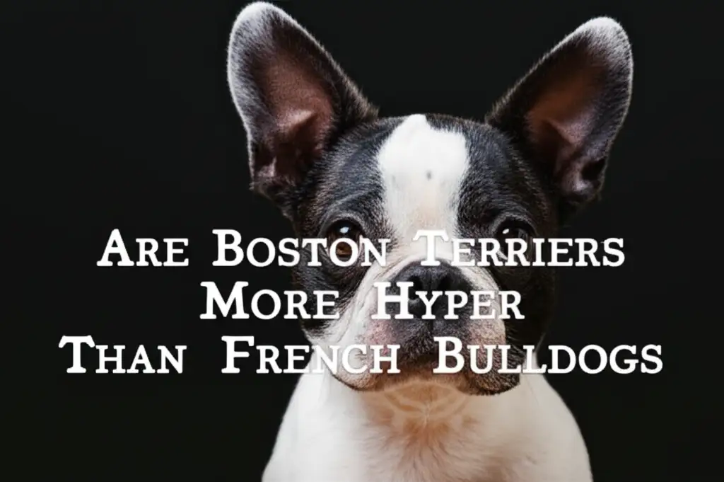 Are Boston Terriers More Hyper Than French Bulldogs