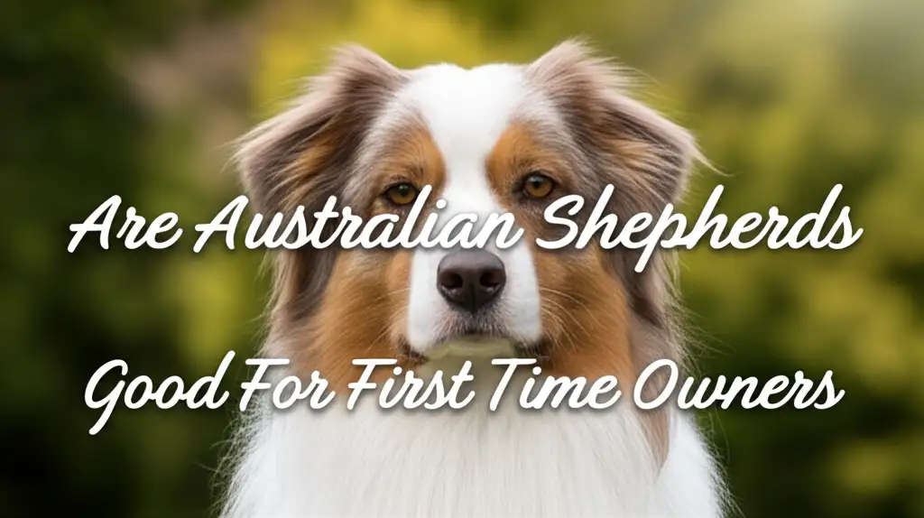 Are Australian Shepherds Good For First Time Owners