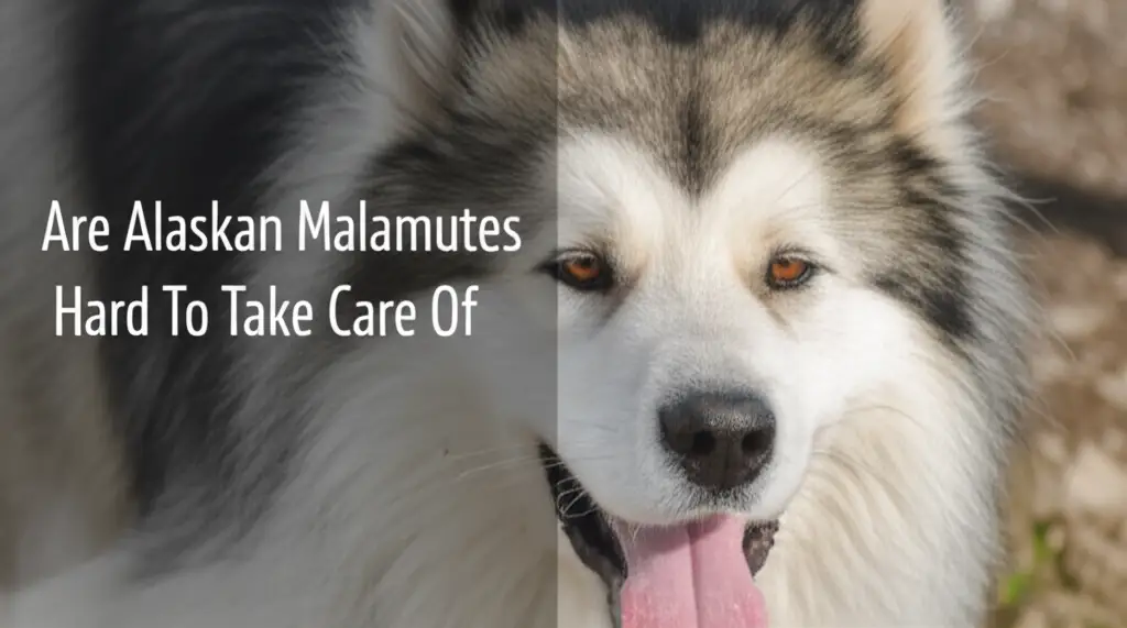 Are Alaskan Malamutes Hard To Take Care Of