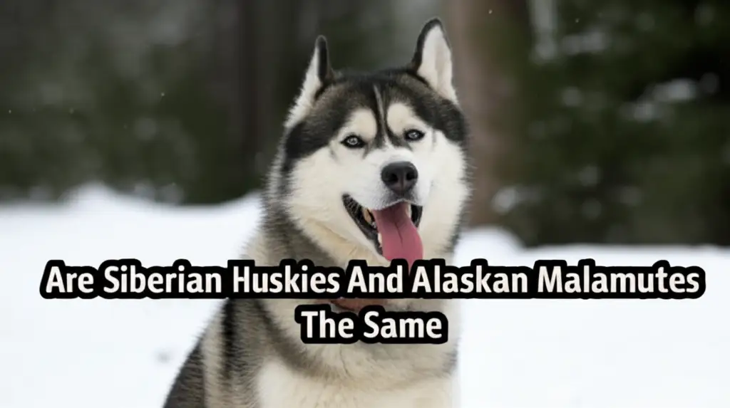 Are Siberian Huskies And Alaskan Malamutes The Same