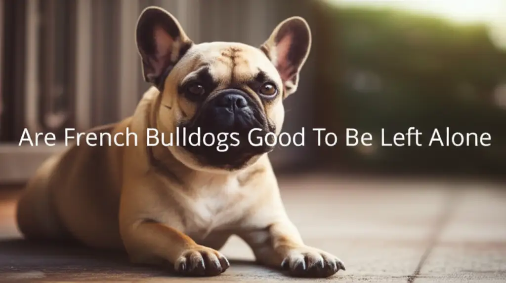 Are French Bulldogs Good To Be Left Alone