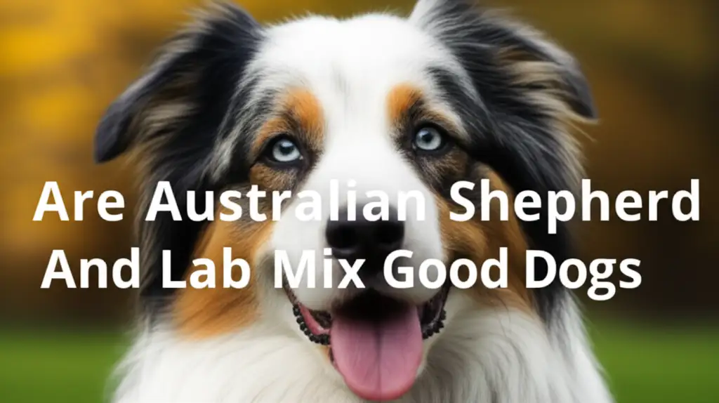 Are Australian Shepherd And Lab Mix Good Dogs
