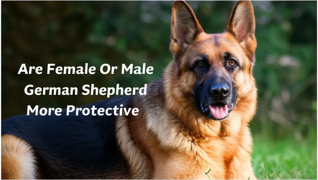 Male vs. Female German Shepherd Who is More Protective?