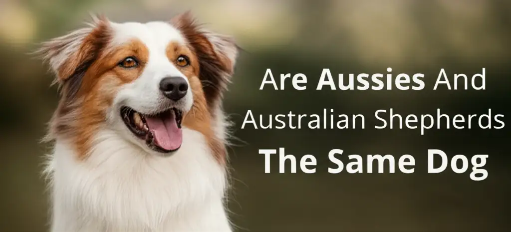 Are Aussies And Australian Shepherds The Same Dog