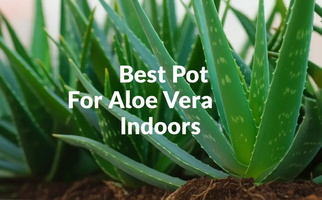 Discover the pot for aloe vera indoors to enhance your experience. Find top solutions based on thorough testing and reviews.