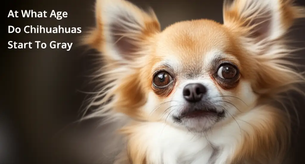 At What Age Do Chihuahuas Start To Gray