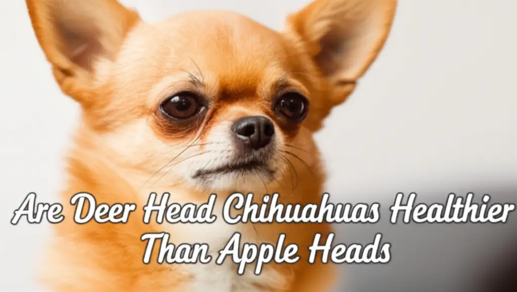 Are Deer Head Chihuahuas Healthier Than Apple Heads