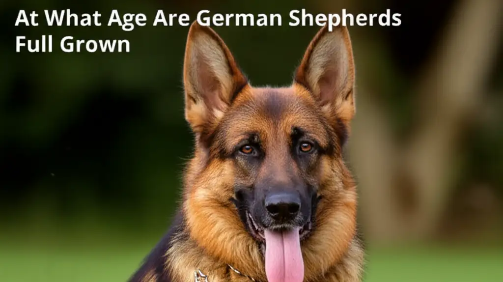 At What Age Are German Shepherds Full Grown