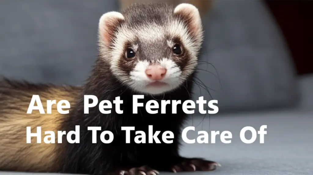Are Pet Ferrets Hard To Take Care Of