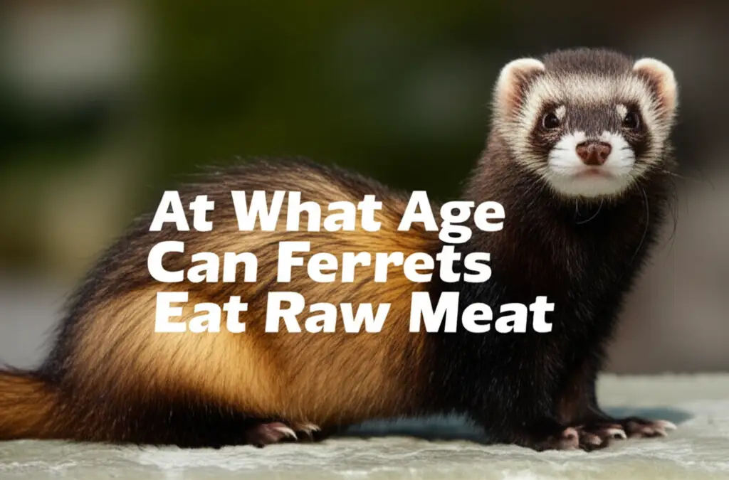 At What Age Can Ferrets Eat Raw Meat