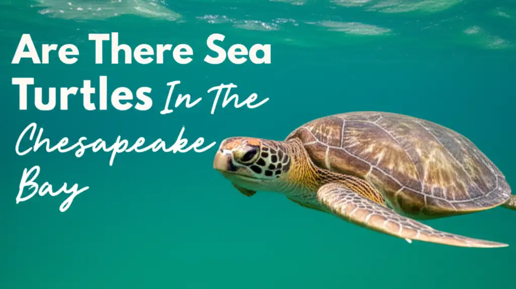 Are There Sea Turtles In The Chesapeake Bay