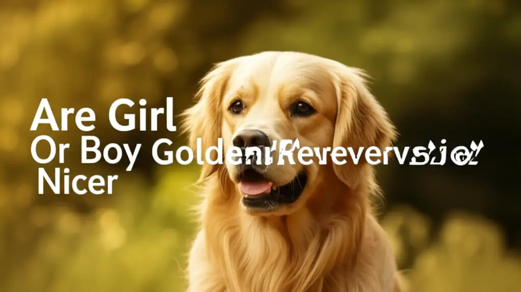 Are Girl Or Boy Golden Retrievers Nicer