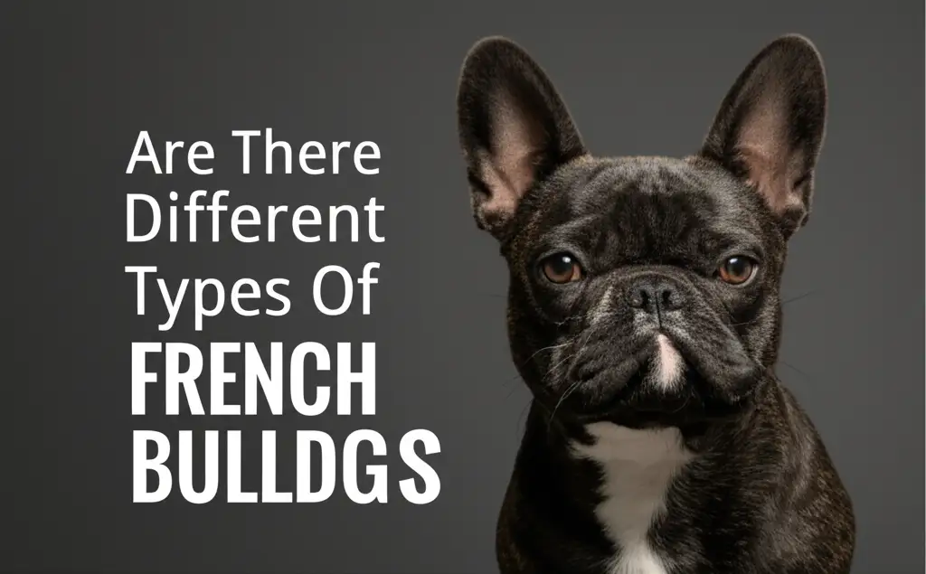 Are There Different Types Of French Bulldogs