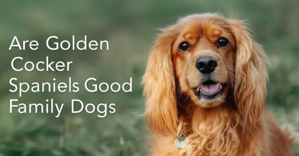 Are Golden Cocker Spaniels Good Family Dogs