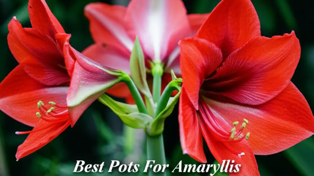 10 Best Pots For Amaryllis of 2025