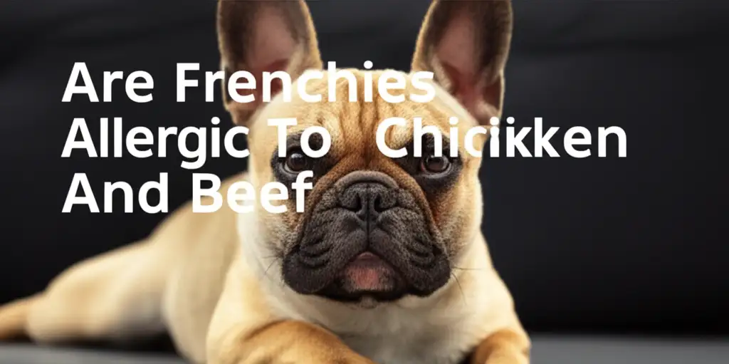 Are Frenchies Allergic To Chicken And Beef