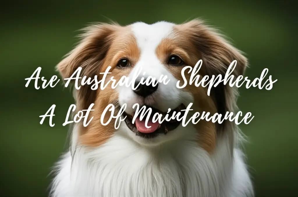 Are Australian Shepherds A Lot Of Maintenance