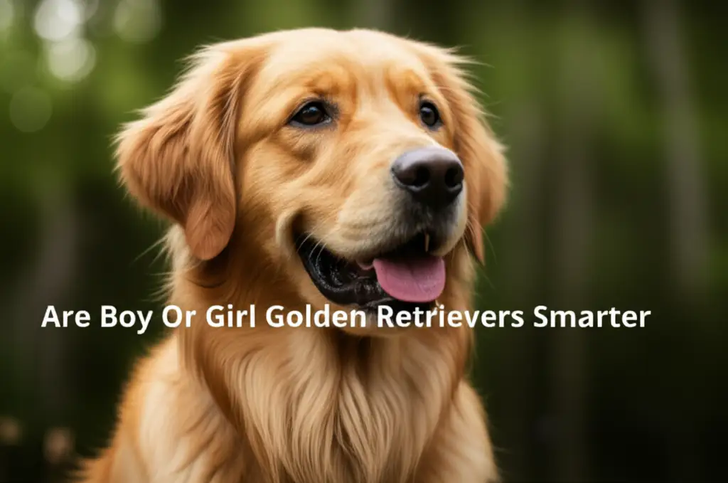 Are Boy Or Girl Golden Retrievers Smarter