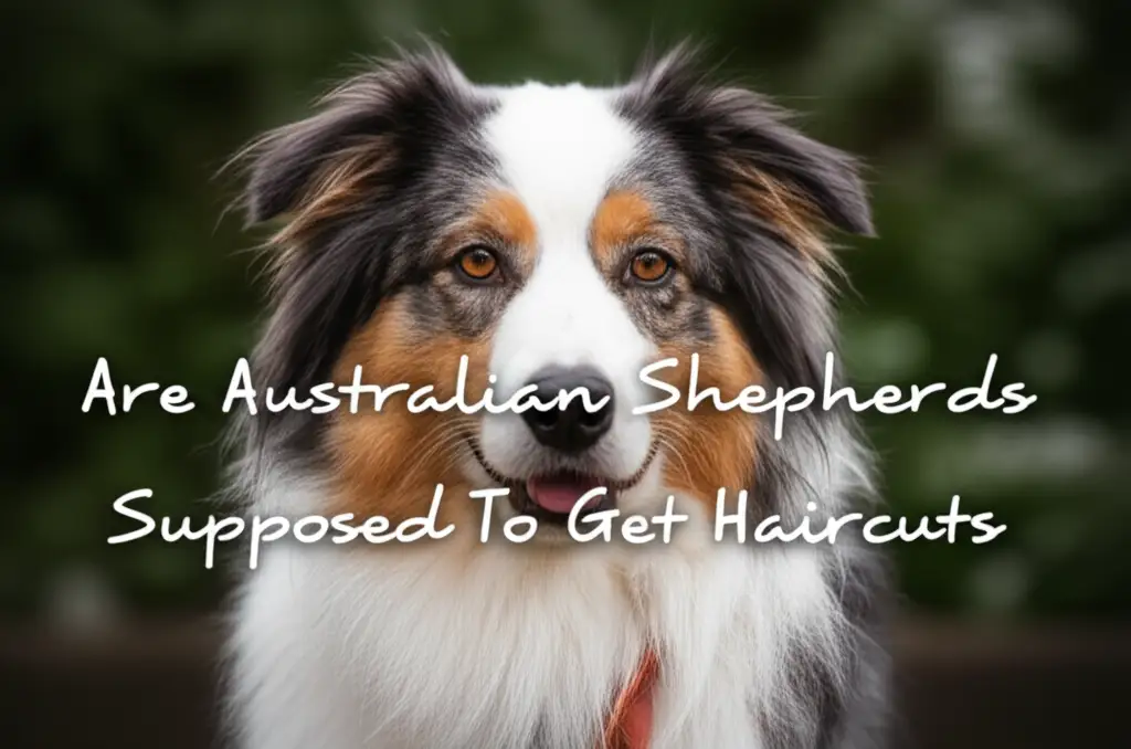 Are Australian Shepherds Supposed To Get Haircuts