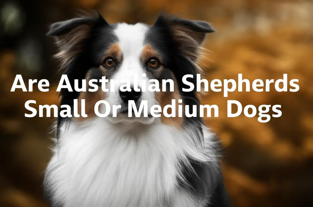 Are Australian Shepherds Small Or Medium Dogs