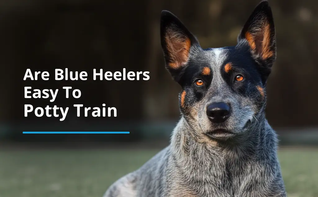 Are Blue Heelers Easy To Potty Train