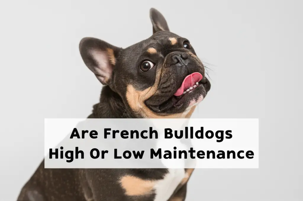 Are French Bulldogs High Or Low Maintenance